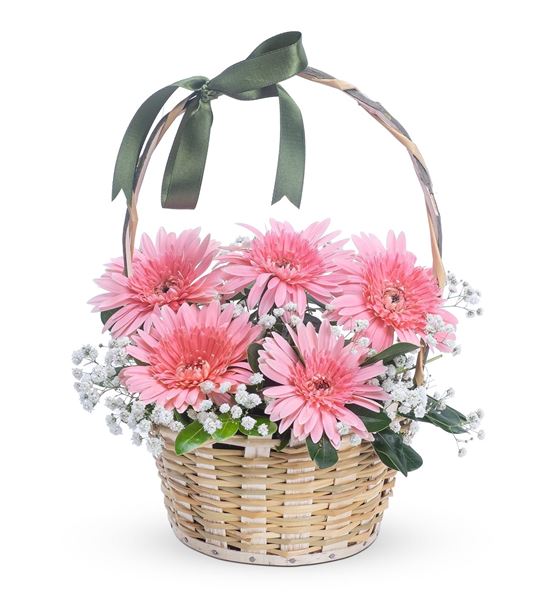 Sempatik Aşk 5 Pembe Gerbera Çiçek Sepeti